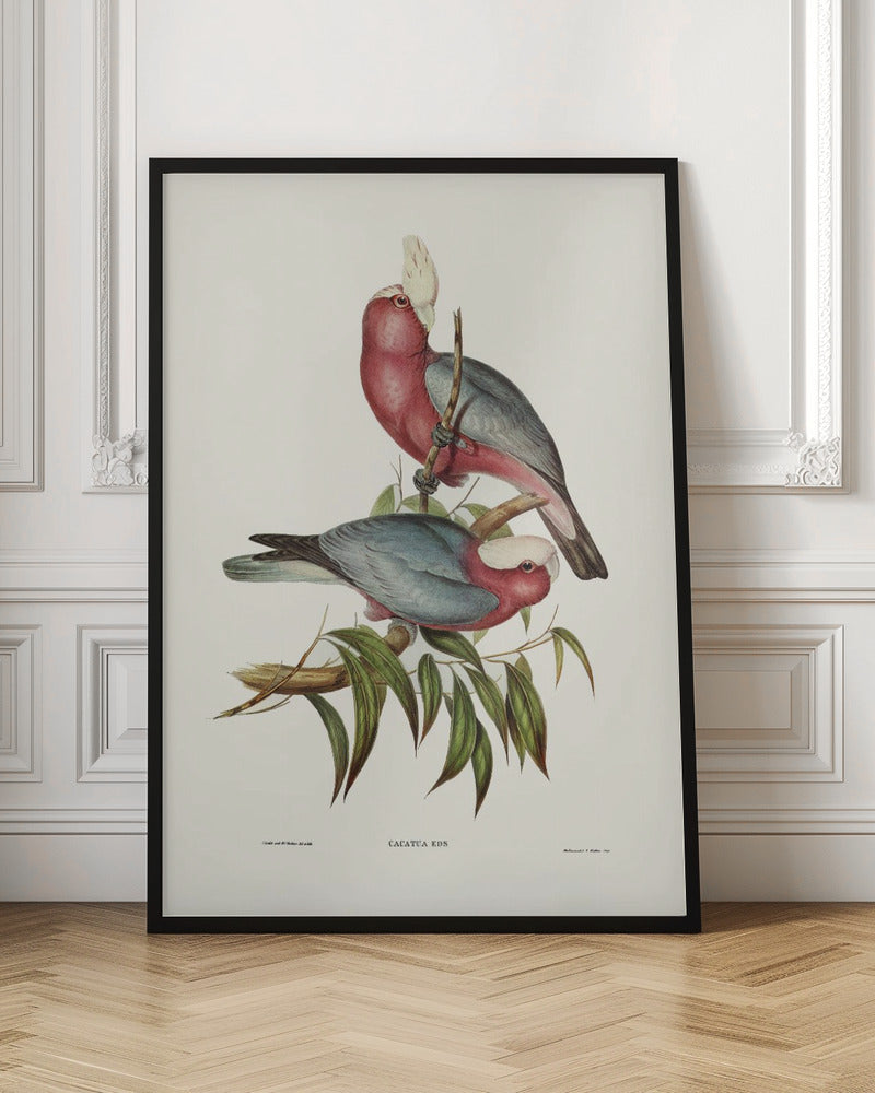 Cacatua Eos Poster